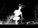 7 СНИМКОВ НЕВИДАННЫХ СУЩЕСТВ! ВОЛОСЫ ДЫБОМ!