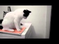Озорной котэ)
