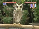 Хитрожопая сова