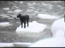 Спасение собаки