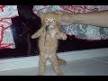 Смешные кошки –  настроение однозначно подымется
