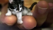 Смешные кошки и кот Масик  (очень красиво)