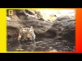 Котята.Кошки.Видео о животных Создай себе хорошее настроение