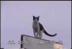 Отчаянные попытки кота спуститься с баскетбольного щита