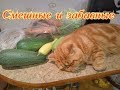 Смешные и забавные. Кошки. Собаки. Fanny animals Создай себе хорошее настроение
