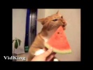 Классная нарезка разнообразных приколов про котов и кошек, Классные приколы с котами