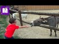 Ранчо Дядюшки Бо гуляем и кормим домашних животных Uncle Bo rancho walk and feed pets