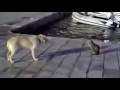 Олимпийское спокойствие