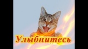 Прикольные смешные кошки собаки Позитив Для детей и не только Создай себе хорошее настроение
