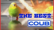 The Best Coub |Лучшие coub приколы| #13.