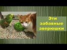 Эти забавные зверюшки