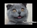 26SHOW - Самые Смешные Животные (2 Часть) / Funniest Animals