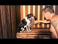 Смешные собаки и Смешные кошки Идут в баню