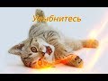 Прикольные животные Позитив Улыбнитесь Создай себе хорошее настроение