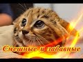 Прикольные животные Позитив Создай себе хорошее настроение