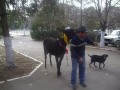 прколы с животными)