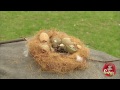 Scary Birds