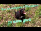 Тасмания за 5 дней