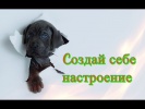 Позитив Смешное видео о животных для детей Кошки собаки Создай себе хорошее настроение