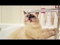 Приколы с животными 2018 Смешные и Забавные