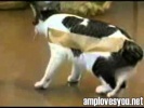 Что будет если к коту приклеить скотч!!!