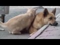 Видео кубы с милыми животными