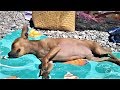 Смешные коты и собаки Лучшие приколы  подписчиков
