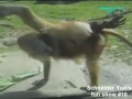 Угарные животные  полный РЖАЧ !
