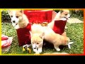 Смешные животные видео приколы Для детей и не только Создай себе хорошее настроение