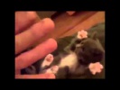 funnyСамые смешные и ульотные приколы с животными New HD 720p