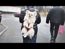 Приколы с Животными подборка SKIBIDI CHALLENGE