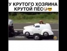 Крутой пес в машине едет по дороге