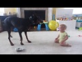 Опасные игры добермана и крохотного ребенка