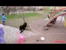 Смешное видео коты подборка 2013