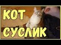 СМЕШНЫЕ КОТЫ И КОШКИ 2017 ПРИКОЛЫ С КОТАМИ И КОШКА