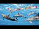 Удачная охота дельфинов