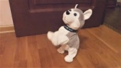 Песенки для детей   Животные  Песенка про щенка