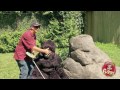 Blind Man Walks Into Gorilla Exhibit