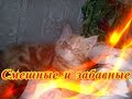 Смешное про кошек собак Позитив Fanny animals Создай себе хорошее настроение