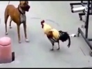 Собака против петуха. Смешные животные