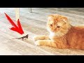 Самые милые приколы про животных потомки динозавр
