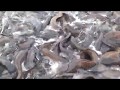 Зрелище не для рыбаков