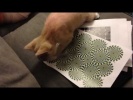 Реакция кота на оптическую иллюзию