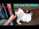 КОШКИ 2019 Смешные коты приколы с котами – Смешные