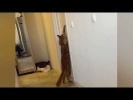 Кот просит открыть дверь