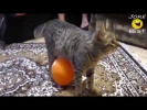 Приколы с Котами  лучшее за 2013 год