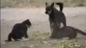 Собака остановила драку кошек.