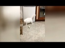Наглый попугай