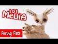 мешные видео с животными|Самые смешные приколы