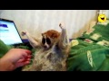 ЛУЧШИЕ ПРИКОЛЫ  Января 2013 joke  18 +